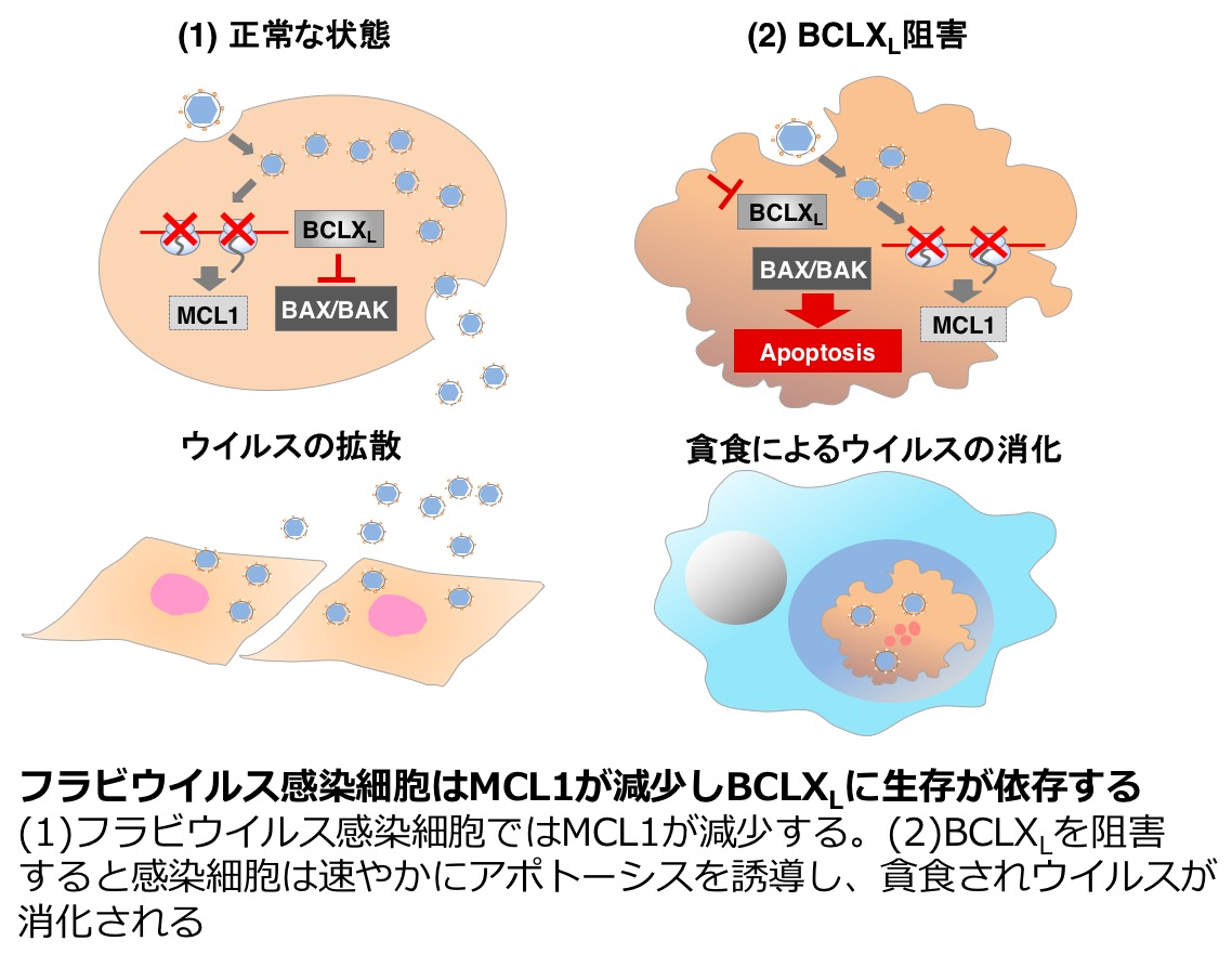 大阪大学微生物病研究所